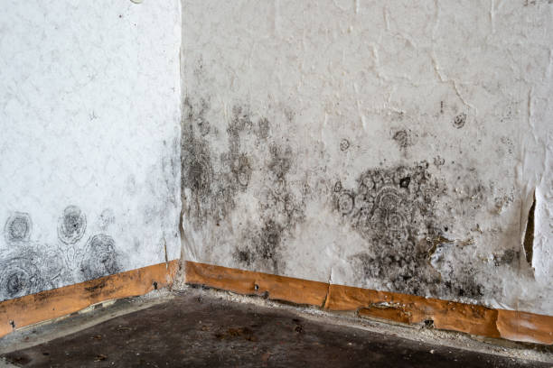 Best Mold Removal Near Me  in Ragland, AL